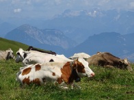 Cows in the mountains