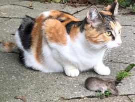 Kat med død rotte